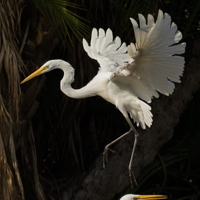 Birds of Florida: Fabulous Bird Photography by Andrea Pico Estrada