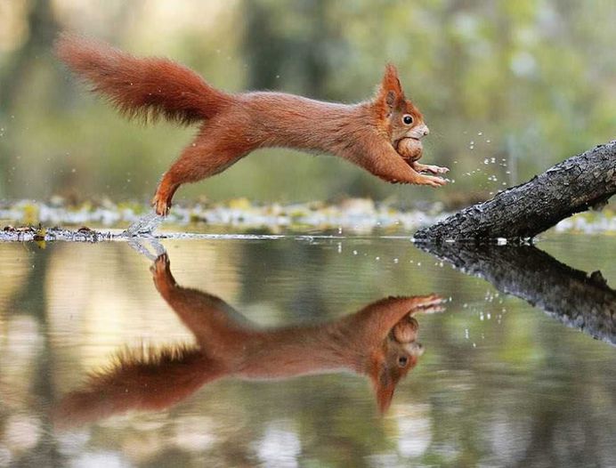 Julian Rad Captures Fabulous Photos of the European Red Squirrel