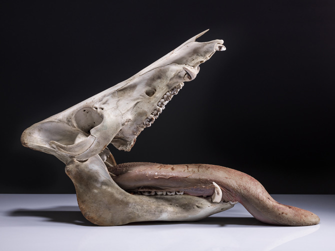 Marco Illuminati #photopgraphy #art #still-life #animals #bones