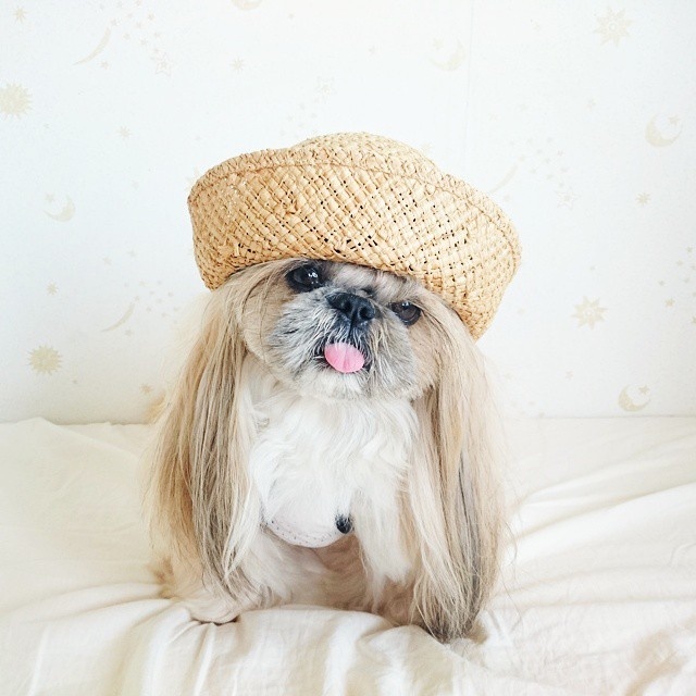 The Most Fabulous Derpy Dog Hair on Instagram #instagram #CuteDogs #Animal #photography