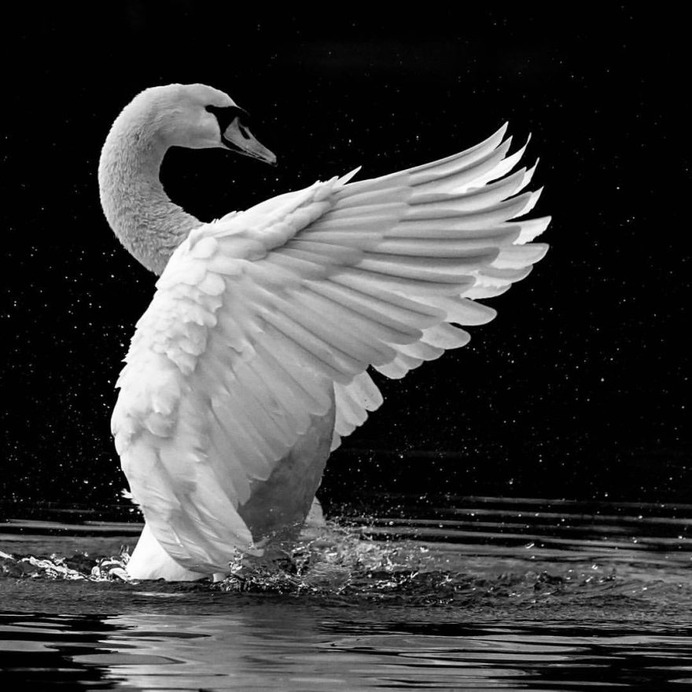 #eye_spy_birds: Beautiful Birds Photography by Dan Gibson
