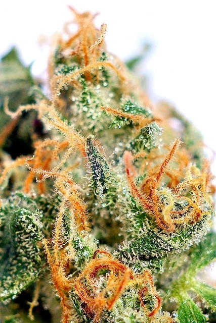 Wall-B World Wild #ganja #marijuana #smoke #weed #colour
