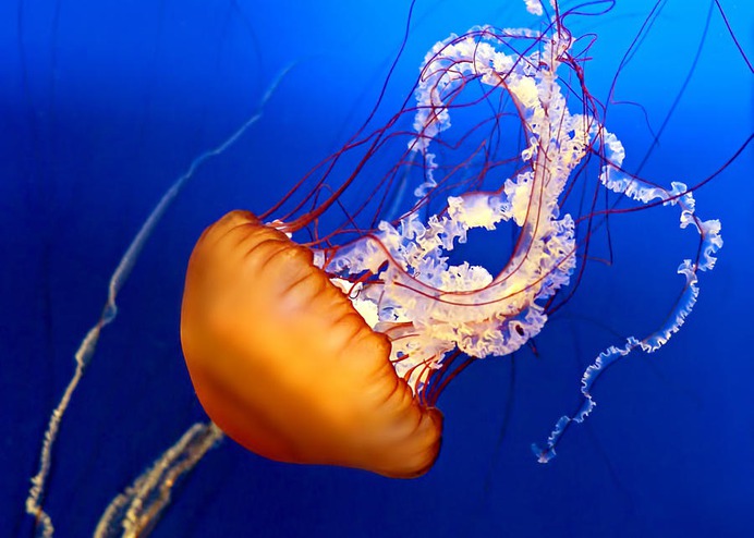 easy jellyfish painting & jellyfish paint by numbers