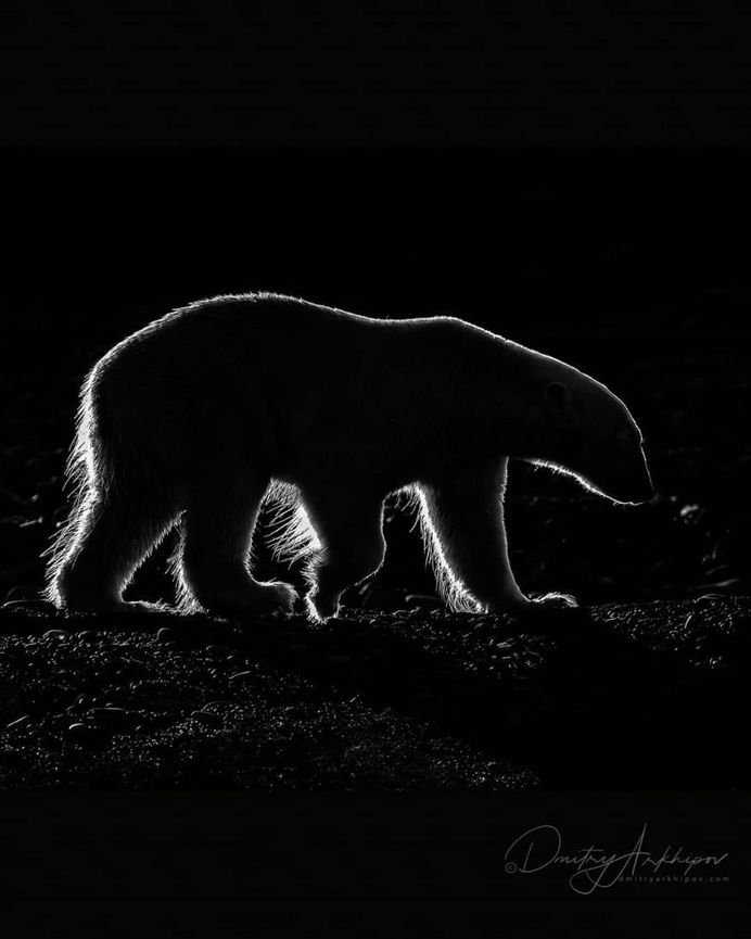 Fine Art Wildlife Photography by Dmitry Arkhipov