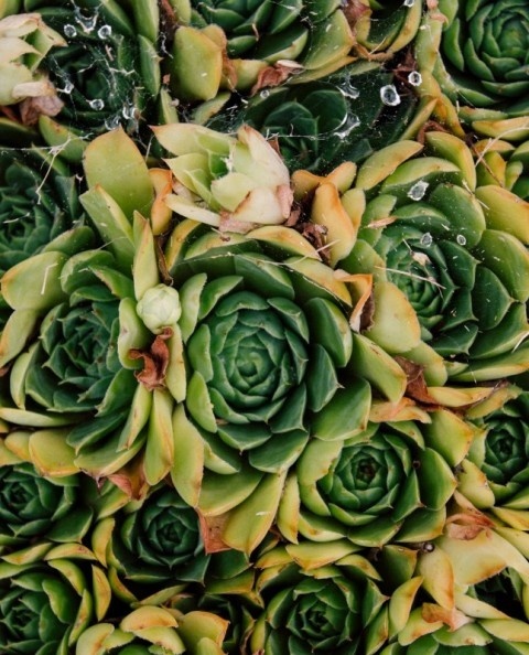Succulents