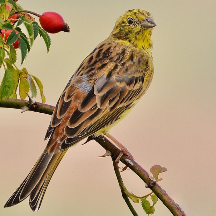 #birdstagram: Graceful Bird Photography by Peter Kühn