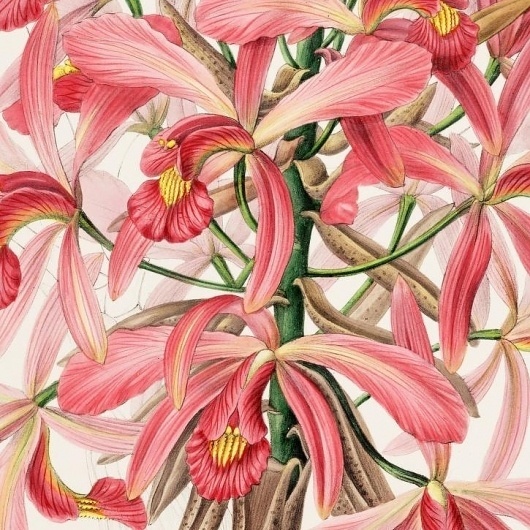 Tutte le dimensioni |Laelia superbiens | Flickr – Condivisione di foto! #flower #illustration