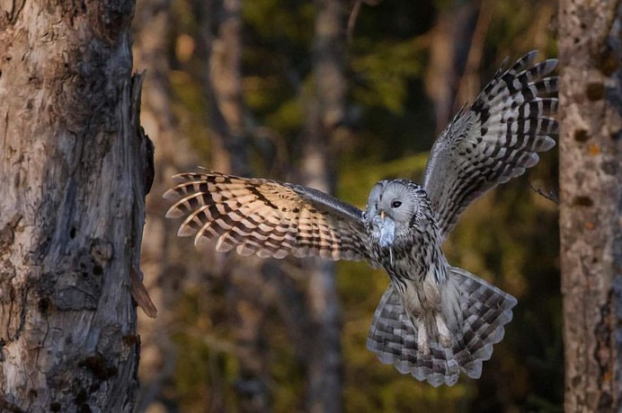 Brilliant Birds Photography by Jonas Classon