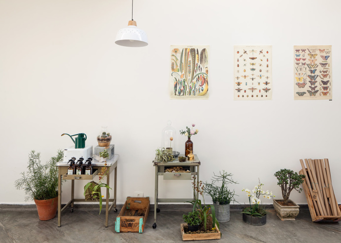 plants