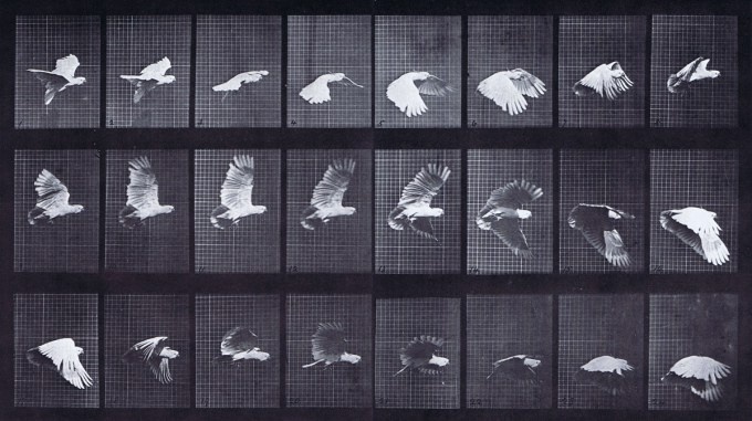 Eadweard Muybridge: Cockatoo flying (Animal Locomotion, Plate 758)