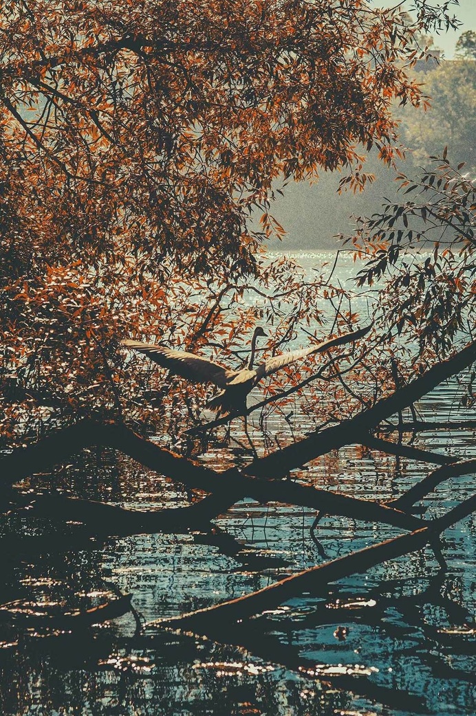 Heron. #stockholm #heron