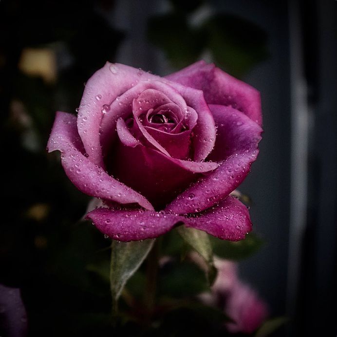 Breathtaking Beauty of Flowers: Close-Up Photography by Anne Wehner