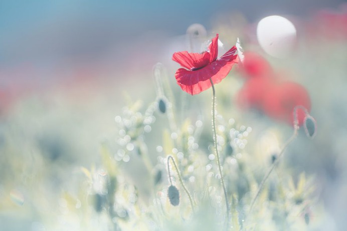 Candy Coloured Flowers Photography by Miyako Koumura