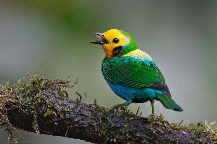 #bestbirdshots: Colorful Birds of Colombia by Luis Fernando Agudelo