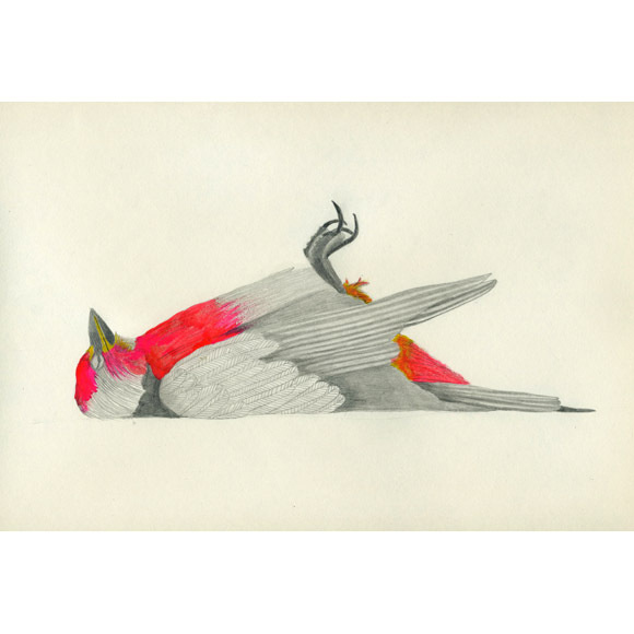 Lisa Congdon Art + Illustration » mort #illustration