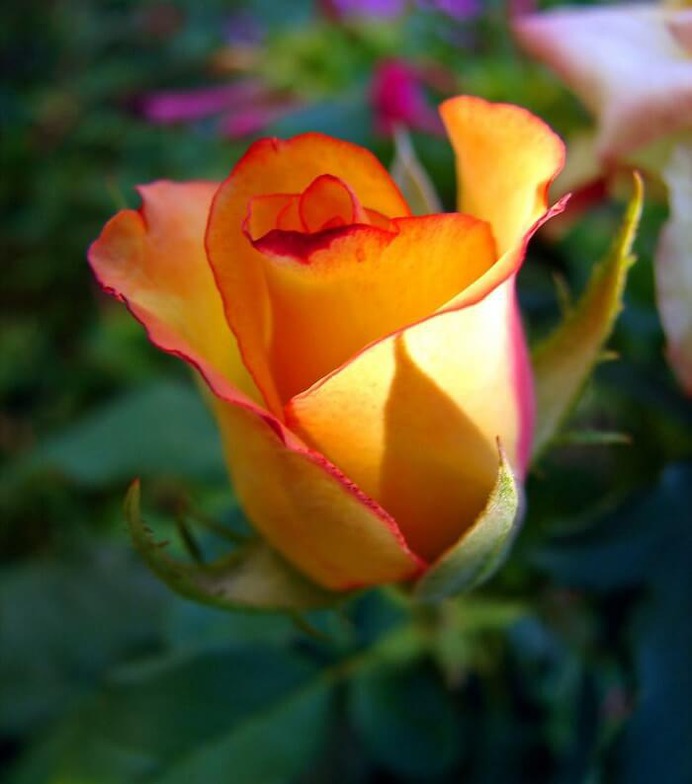 Yellow Rose