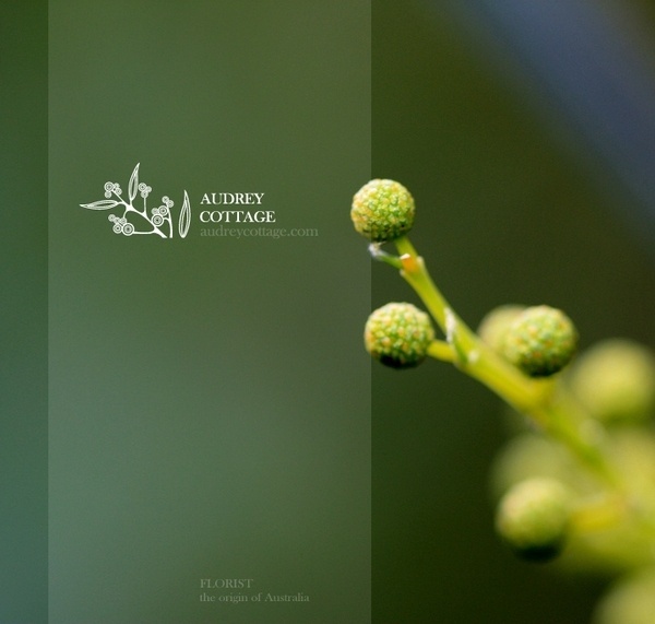 AUDREY COTTAGE. branding - Advision Design #branding