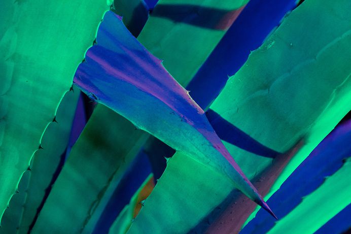 Dream of Agave Photography - Mindsparkle Mag