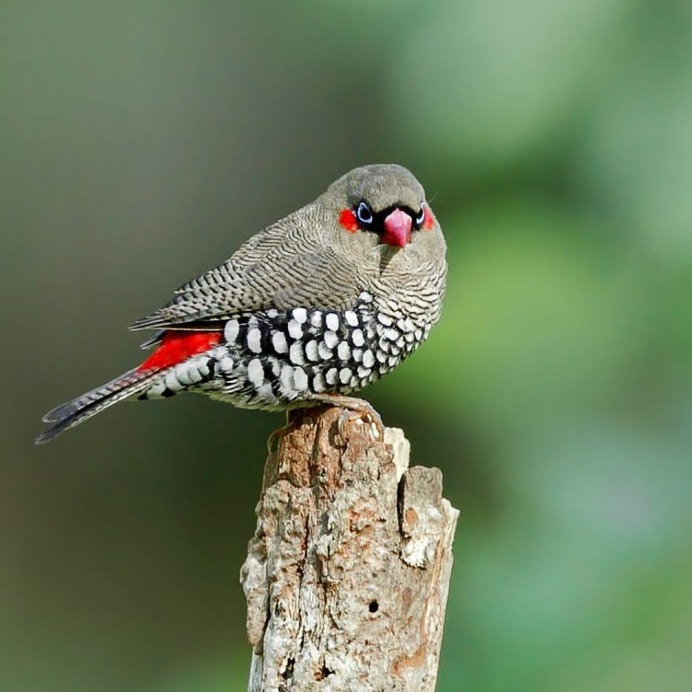 Birds of Australia: Beautiful Bird Photography by Heather Thorning