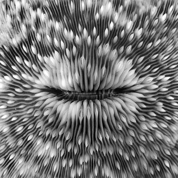 Black and White Underwater Photography by Hengki Koentjoro #monochrome #undersea #pattern