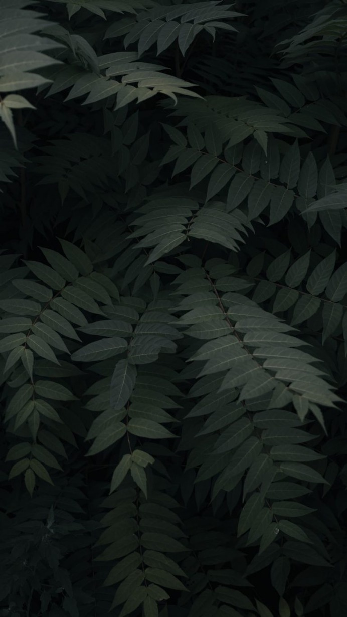Green Leafed Plants – Park Güell, Barcelona, Spain