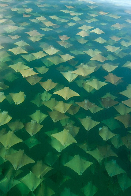 skate or rays #ray #fish #pattern #skate