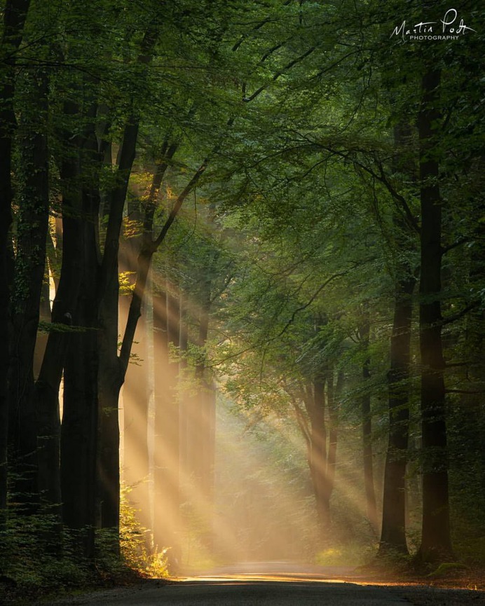 Absolutely Magical and Beautiful Forest Photography by Martin Podt