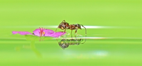 Macro Photography by Robert Trevis-Smith #inspiration #photography #macro