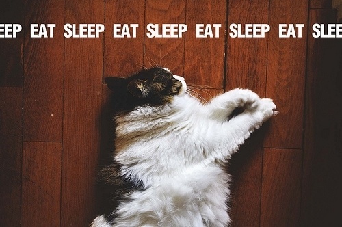 brown 3 by ~denizsabuncu on deviantART #text #photo #sleep #eat #cat
