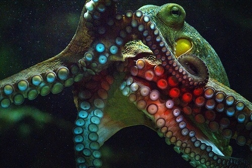 DeadFix · #octopus