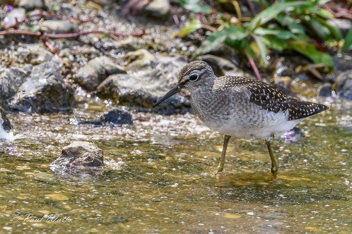 Wood Sandpiper (Tringa glareola)
