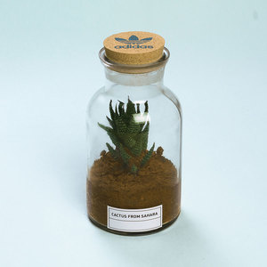 Cactus from Sahara