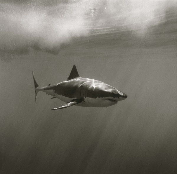 Shark Carcaradon by Greg Williams © 2013 Greg Williams Insight.com. All Rights Reserved. #ocean #white #hunter #predator #fish #black #shark #jaws #photography #sea #and #great #underwater