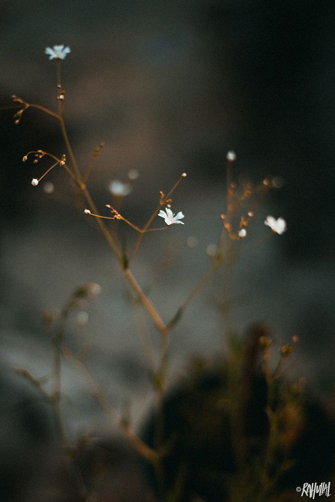 All sizes | 'How lovely is the silence of growing things.' 🌱 #rahullal #rahullalphotography #newdelhi #india #gypsophila