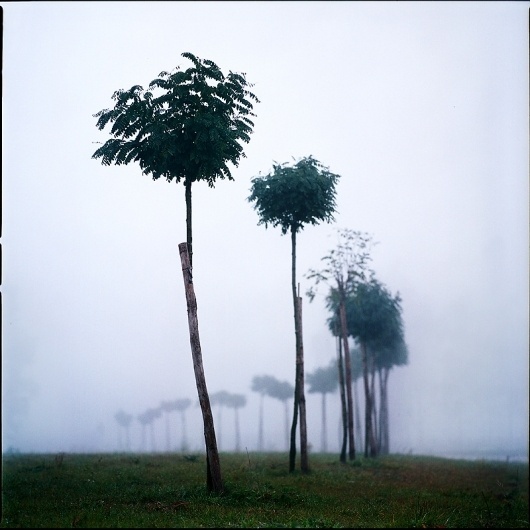 Untitled, Artwork by Leszek Kowalski #trees