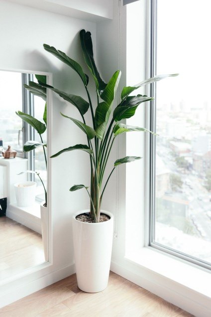 Newest Indoor Plants Decor Ideas For Your Apartment 01