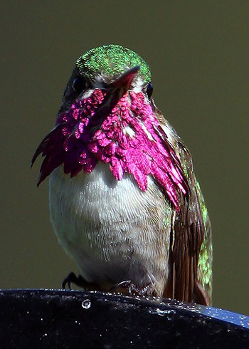 Tiniest Bird on the Continent | BirdNote