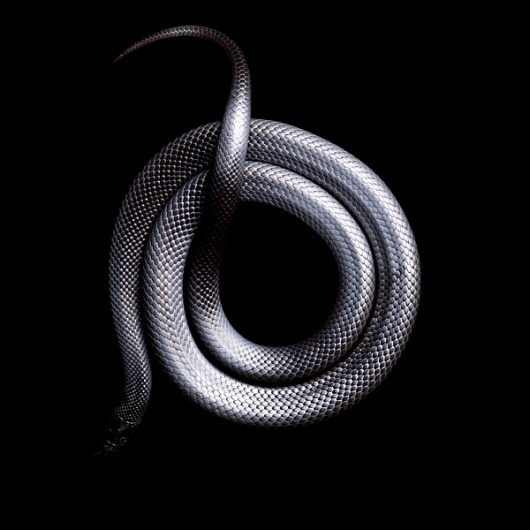 Serpentine: Beautiful Portraits of the World's Most Deadly Snakes | Colossal