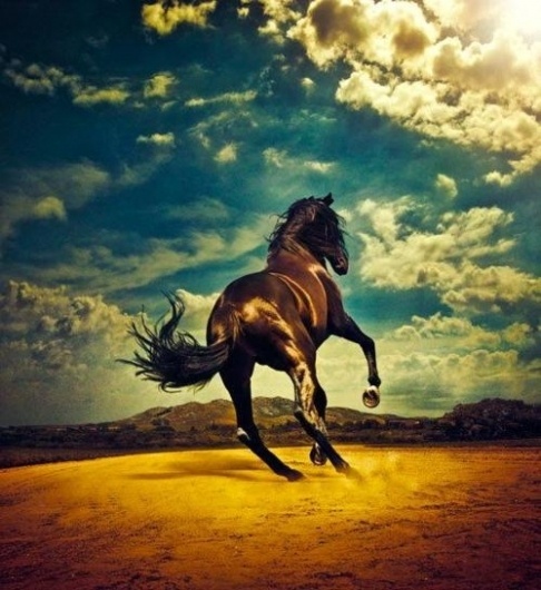 img33.jpg 500×545 pixels #horse #mountains #sky