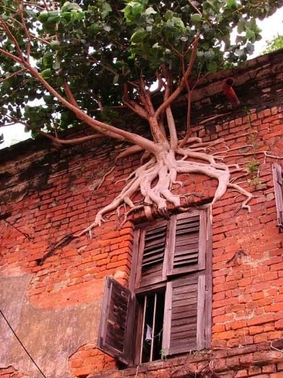 img_4794.jpg 600×800 pixels #tree #plant