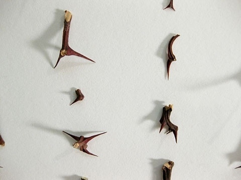 Thorns – Cui Fei #fei #cui #art