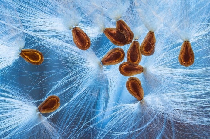 Winners of The International Garden Photographer of The Year
