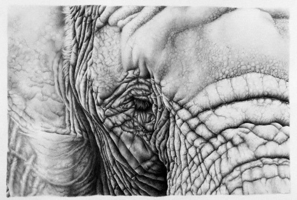 Elephant Eye Images  Free Download on Freepik