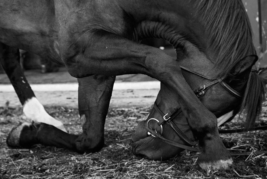 Isager Horse8 #straw #horse #white #kneeling #black #fur #and #good #hay #bridle