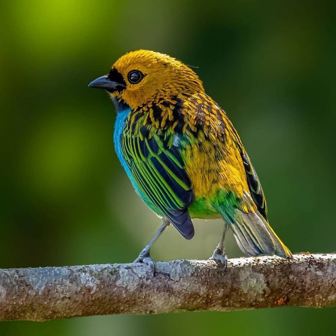 #instabird: Brilliant Bird Photography by Kacau Oliveira