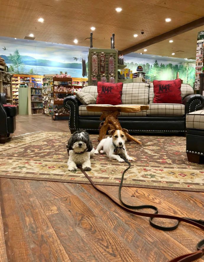 Most Dog Friendly Stores in America - Bass Pro Shop