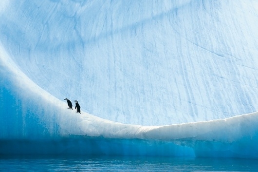 I ghiacci di Paul Nicklen: fotografia naturalistica - Fotografia Artistica Blog G.Santagata #photography #penguins