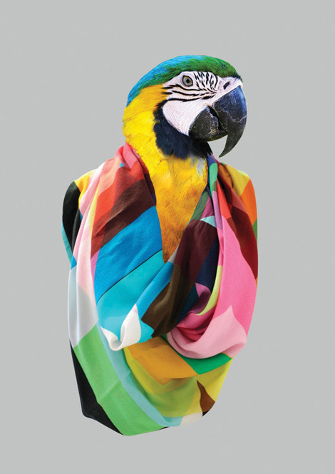Varia — Inspirasi terkait desain & fotografi #scarve #color #bird #scarf #colorful #animal
