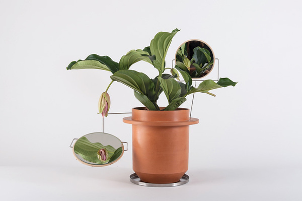 dossofiorito magnifies their love for plants with the phytophiler #smoke and mirrors