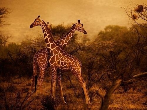 Best of February 2012 from National Geographic | Professional Photography Blog #photography #animal #nature